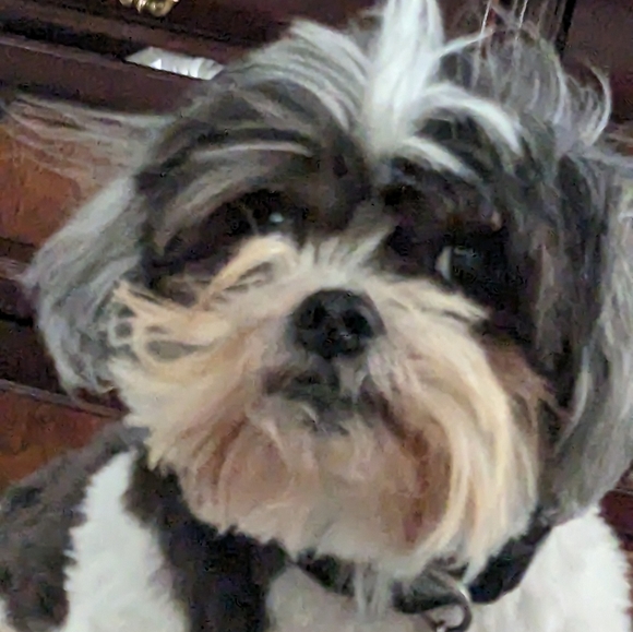 Meet your Posher, Sheldon - Picture 10 of 16